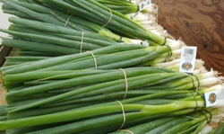 Onion Green Scallion